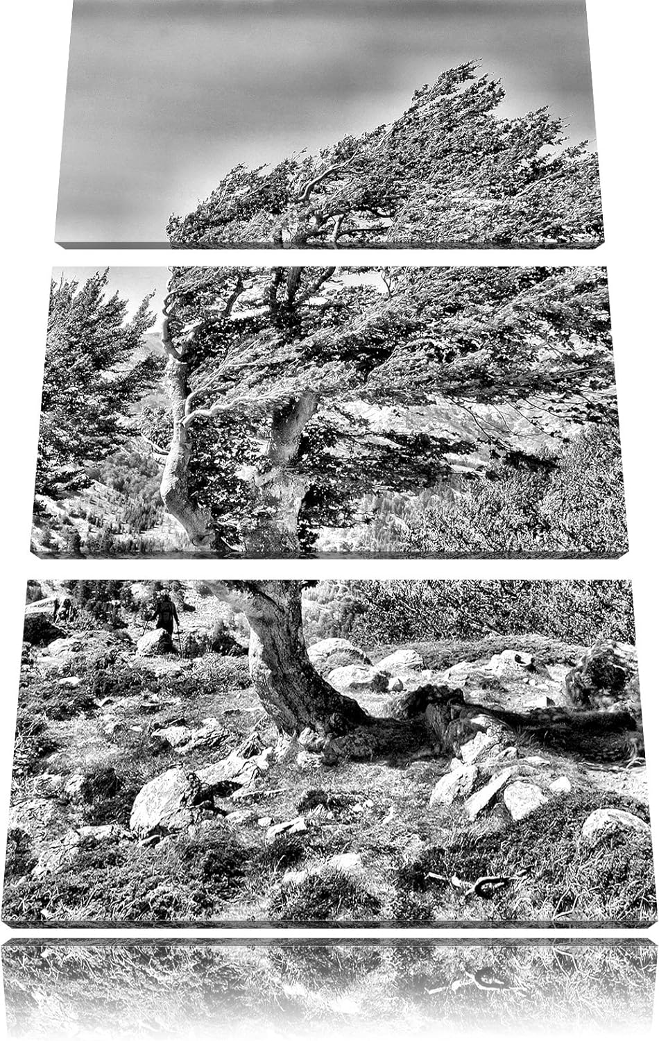 Pixxprint Monocrome, Schiefer Baum 3-Teiler Leinwandbild 120x80 Bild auf Leinwand