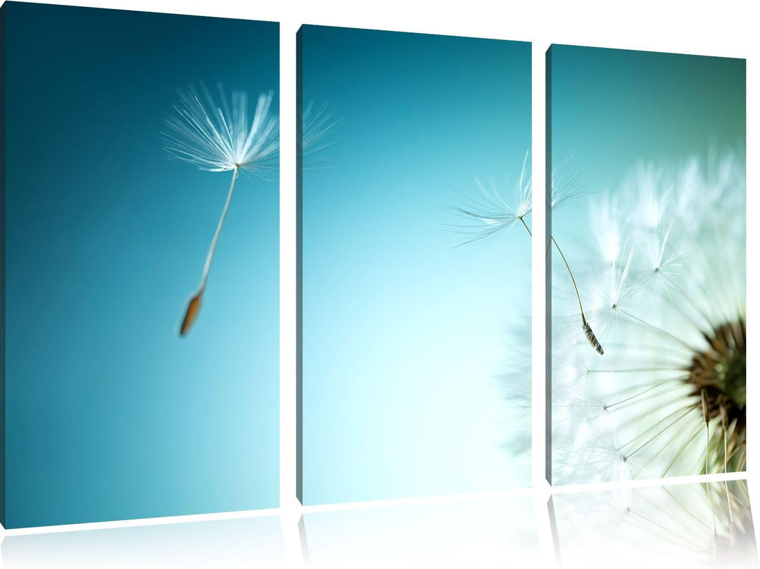 Pixxprint Löwenzahn Pusteblume als Leinwandbild/Grösse: 3 Teilig (120x80) / Wandbild/Kunstdruck/fert