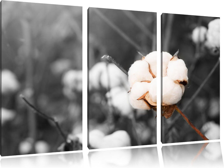 Pixxprint eine ausgereifte Knospe voller Baumwolle B&W Detail 3-Teiler Leinwandbild 120x80 Bild auf