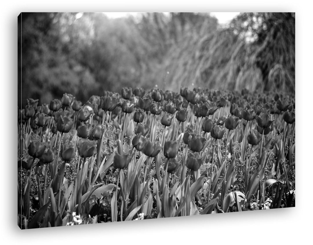 deyoli bezaubernde Rote Tulpen Effekt: Schwarz/Weiss Format: 100x70 als Leinwandbild, Motiv fertig g
