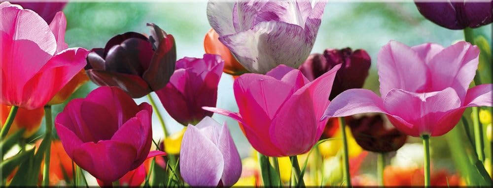 artissimo, Glasbild, 80x30cm, AG1967A, Tulips, bunte Tulpen, Bild aus Glas, moderne Wanddekoration a
