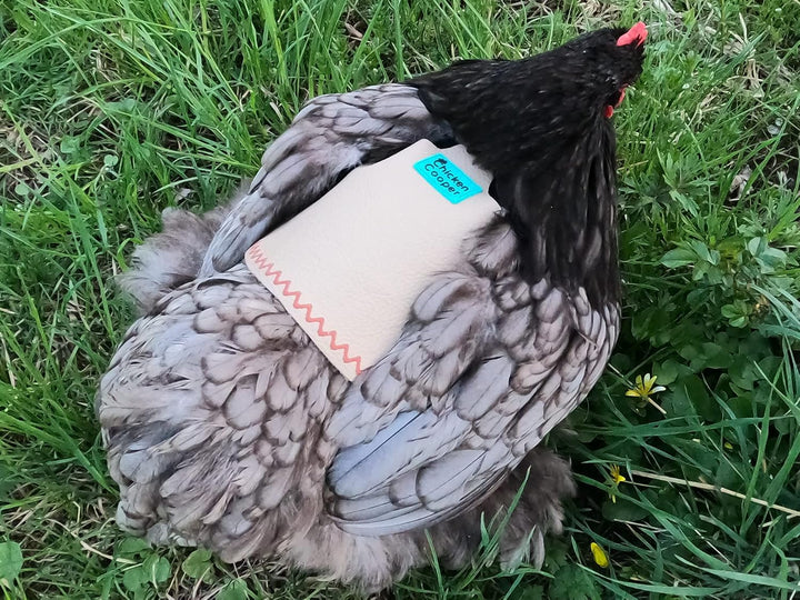 Hühnersattel, Hühnerweste, Federschutz, Geflügel Rückenschutz, Echtleder Handgemacht (1, Weissfarben