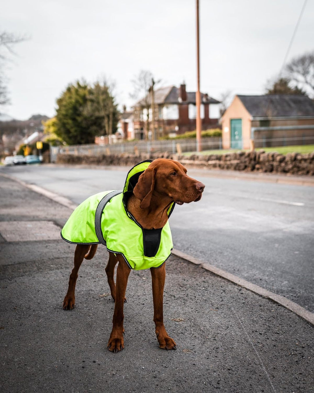 Danish Design Hi-Viz 2-in-1 Hundemantel mit abnehmbarem Fleecefutter, wasserdicht, Winddicht, 55 cm,