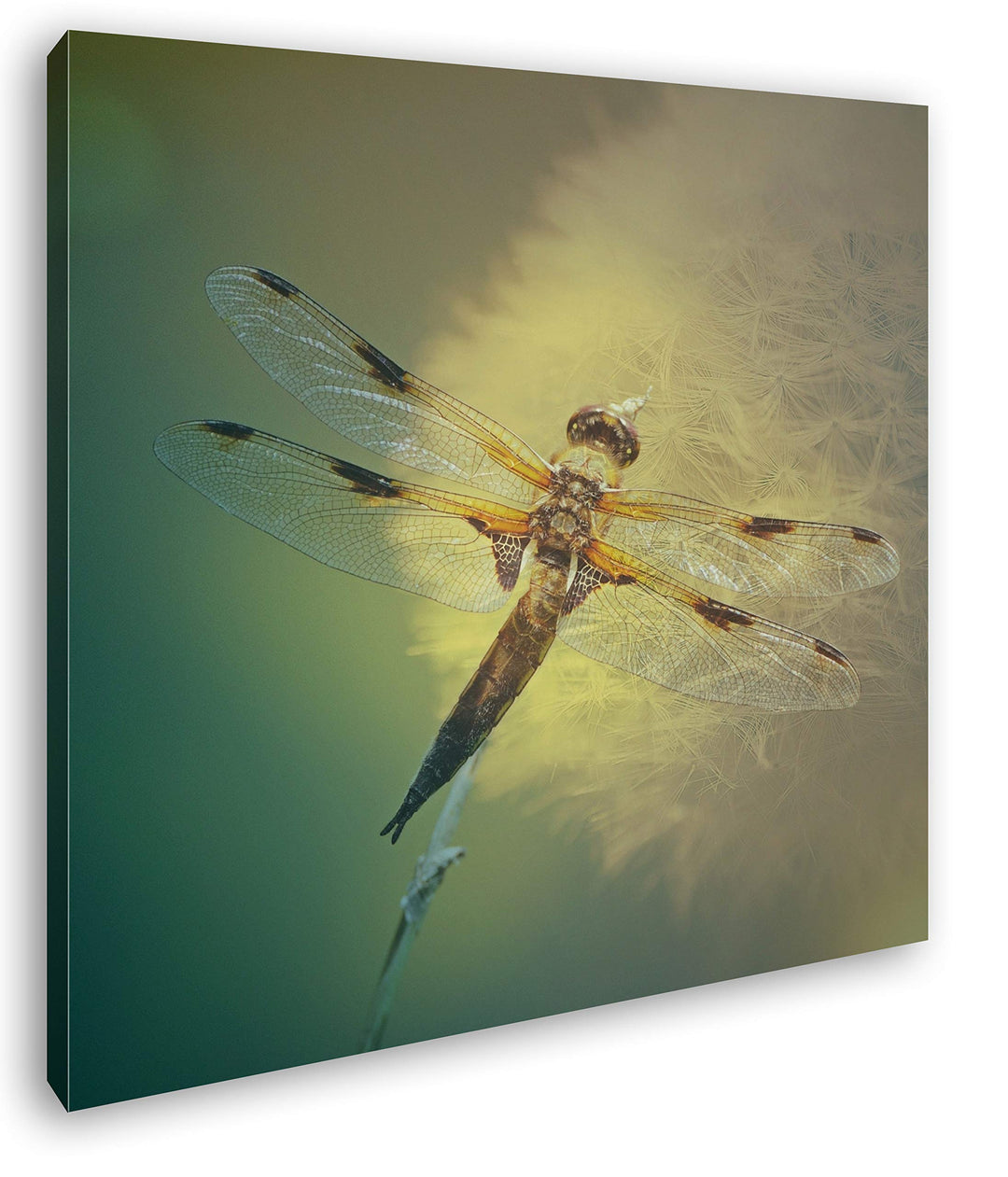 deyoli stolze Libelle Format: 70x70 als Leinwand, Motiv fertig gerahmt auf Echtholzrahmen, Hochwerti