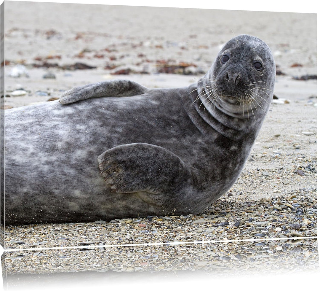 dunkle Robbe entspannt an Kiesstrand Leinwand, XXL riesige Bilder fertig gerahmt mit Keilrahmen, Kun