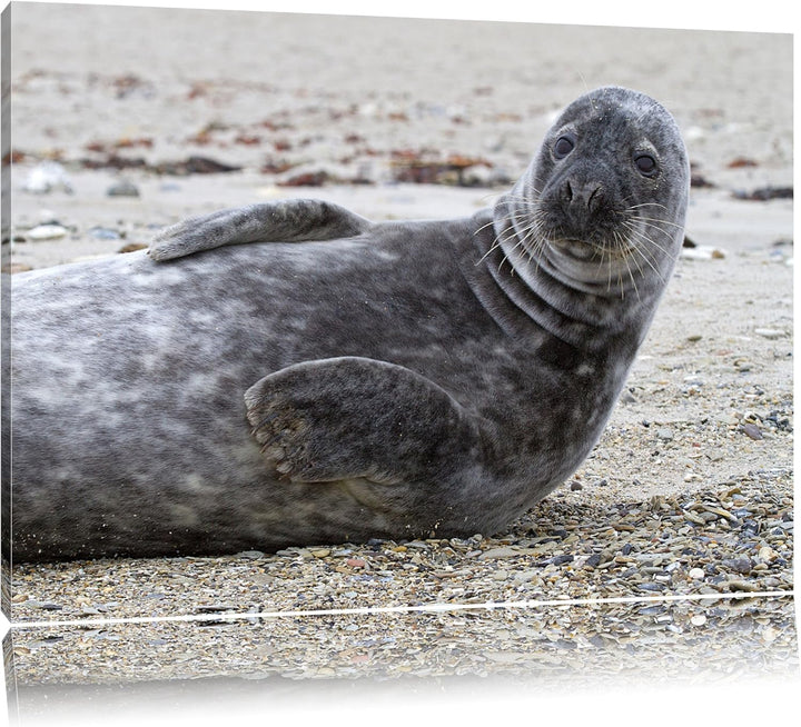 dunkle Robbe entspannt an Kiesstrand Leinwand, XXL riesige Bilder fertig gerahmt mit Keilrahmen, Kun