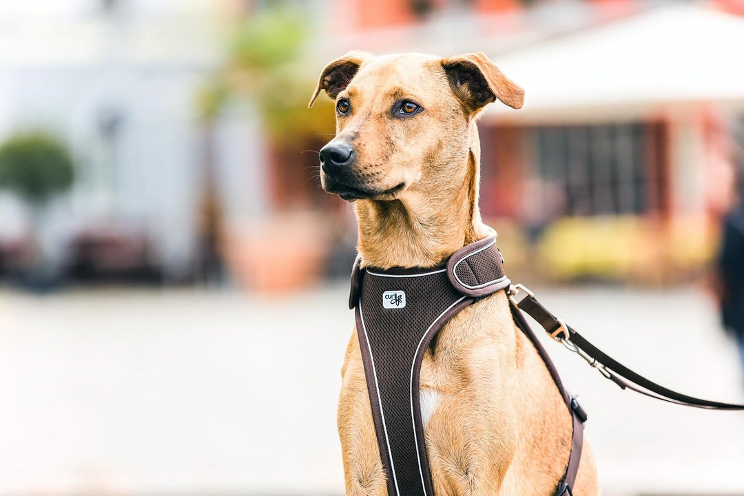 Belka Harness Brown M M (1er Pack) Brown, M (1er Pack) Brown
