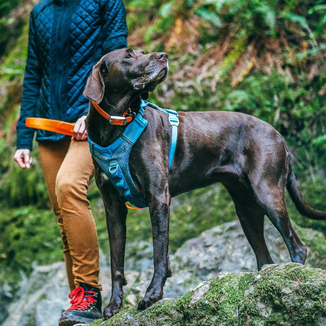 Kurgo Journey Air Hundegeschirr, Mit gepolstertem Brustteil und Rückgriff, Für Hunde von 23-34 kg, G