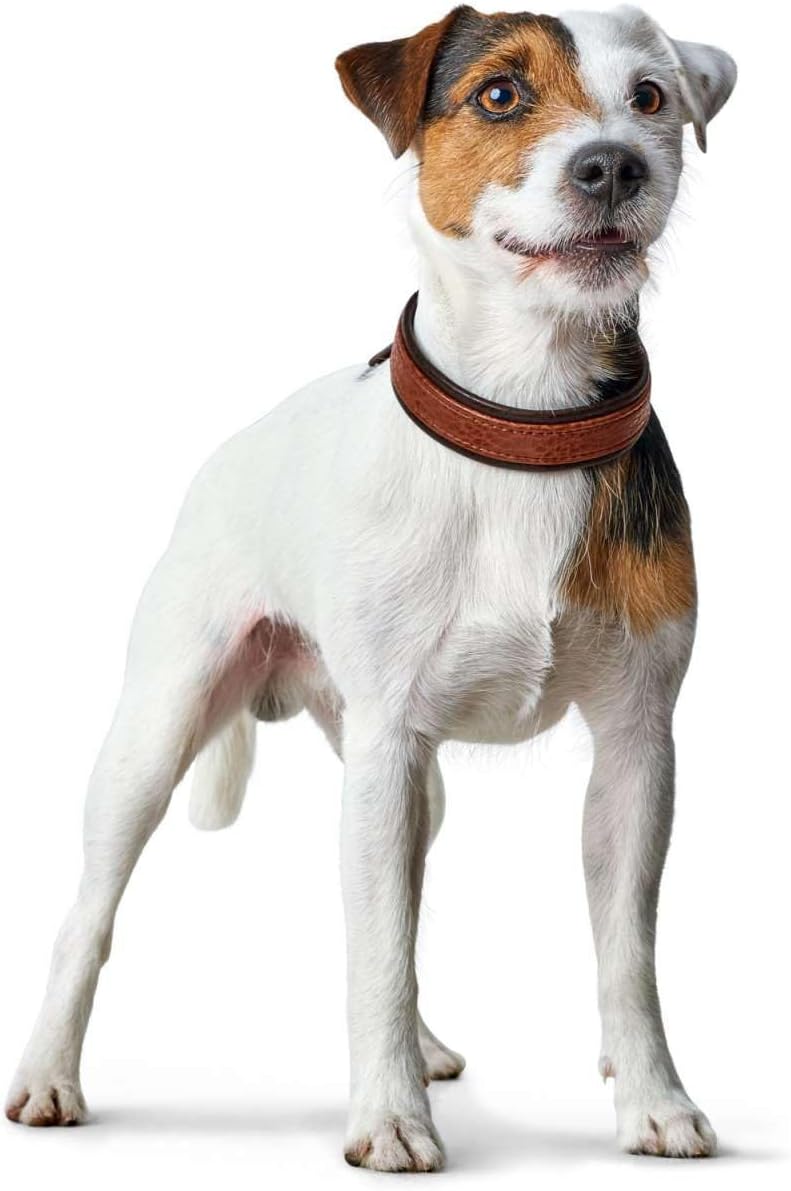 HUNTER CODY Hundehalsband, Leder, rustikal, weich, 50 (S-M), dunkelbraun/cognac Dunkelbraun 50 (S-M)