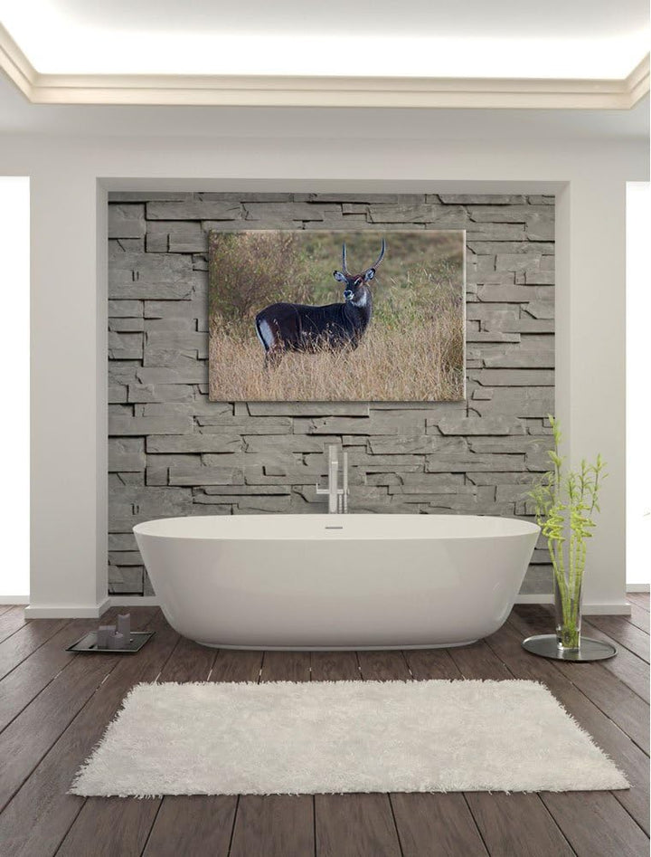 ausgewachsene Dorkasgazelle Leinwand, XXL riesige Bilder fertig gerahmt mit Keilrahmen, Kunstdruck a