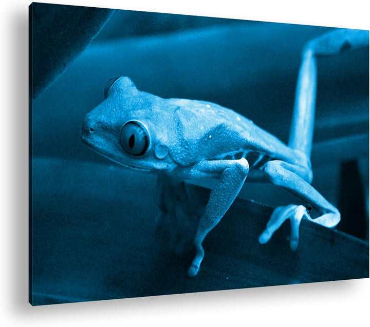 deyoli Exotischer Grüner Frosch mit roten Augen Format 80x60 Effekt: Monocrome Blau als Leinwandbild