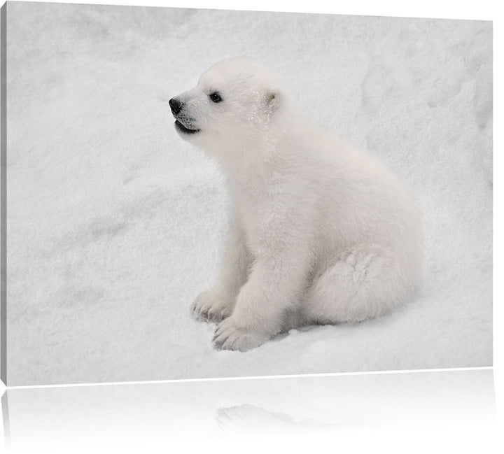 Pixxprint niedliches Eisbär Baby als Leinwandbild/Grösse: 100x70 cm/Wandbild/Kunstdruck/fertig bespa