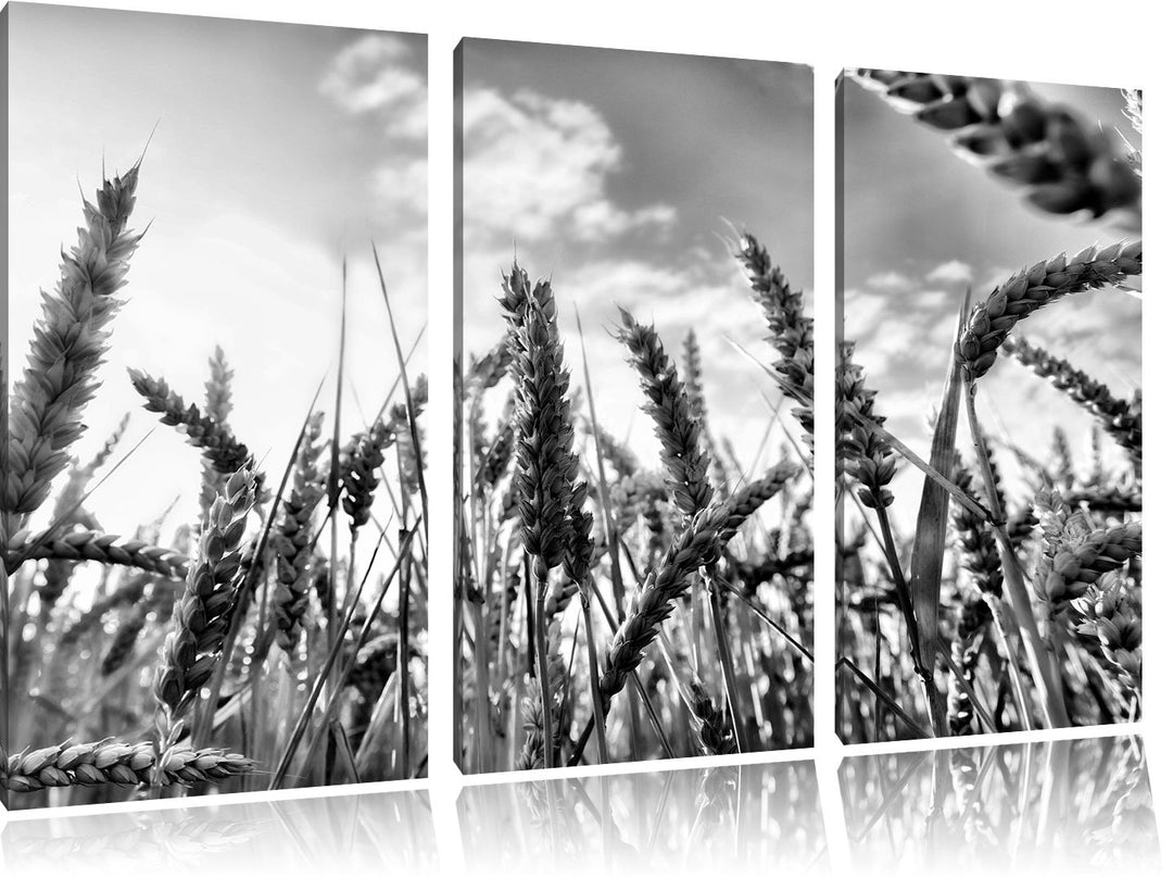 Pixxprint Monocrome, Getreide im Sonnenschein 3-Teiler Leinwandbild 120x80 Bild auf Leinwand, riesig