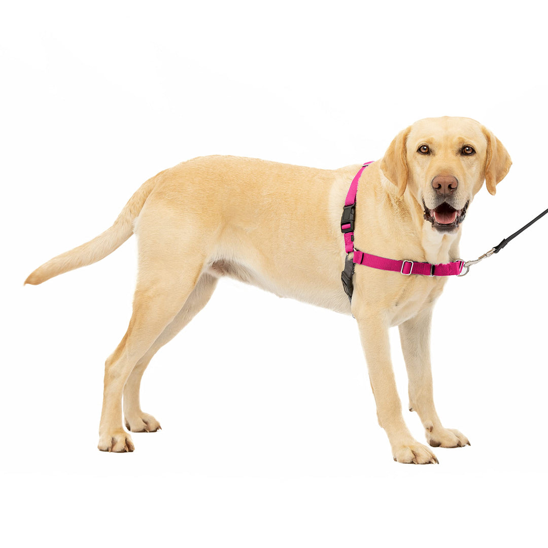 PetSafe Easy Walk-Geschirr, Anti-Zieh-Hundegeschirr, Verringert Würgen und Husten, Mit 1,8 M Leine,