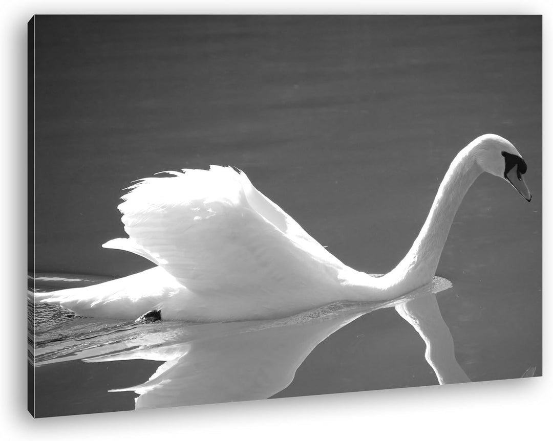 deyoli entzückender Schwan Effekt: Schwarz/Weiss Format: 80x60 als Leinwandbild, Motiv fertig gerahm