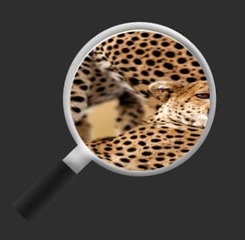 islandburner Bild Bilder auf Leinwand Gepard Geparden Raubkatze Panorama XXL Poster Leinwandbild Wan