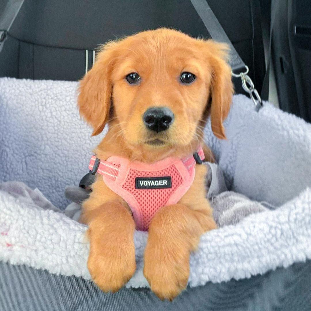 Voyager Verstellbares Hundegeschirr mit Reflektorstreifen by Best Pet Supplies - Strapazierfähige Ga