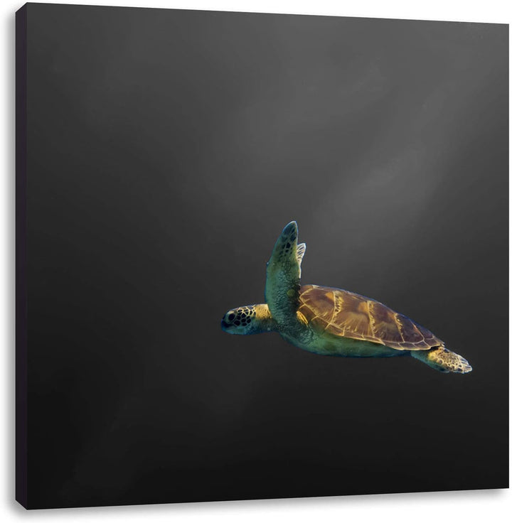 Pixxprint einsame Schildkröte im Meer als Leinwandbild/Grösse: 70x70 cm/Wandbild/Kunstdruck/fertig b