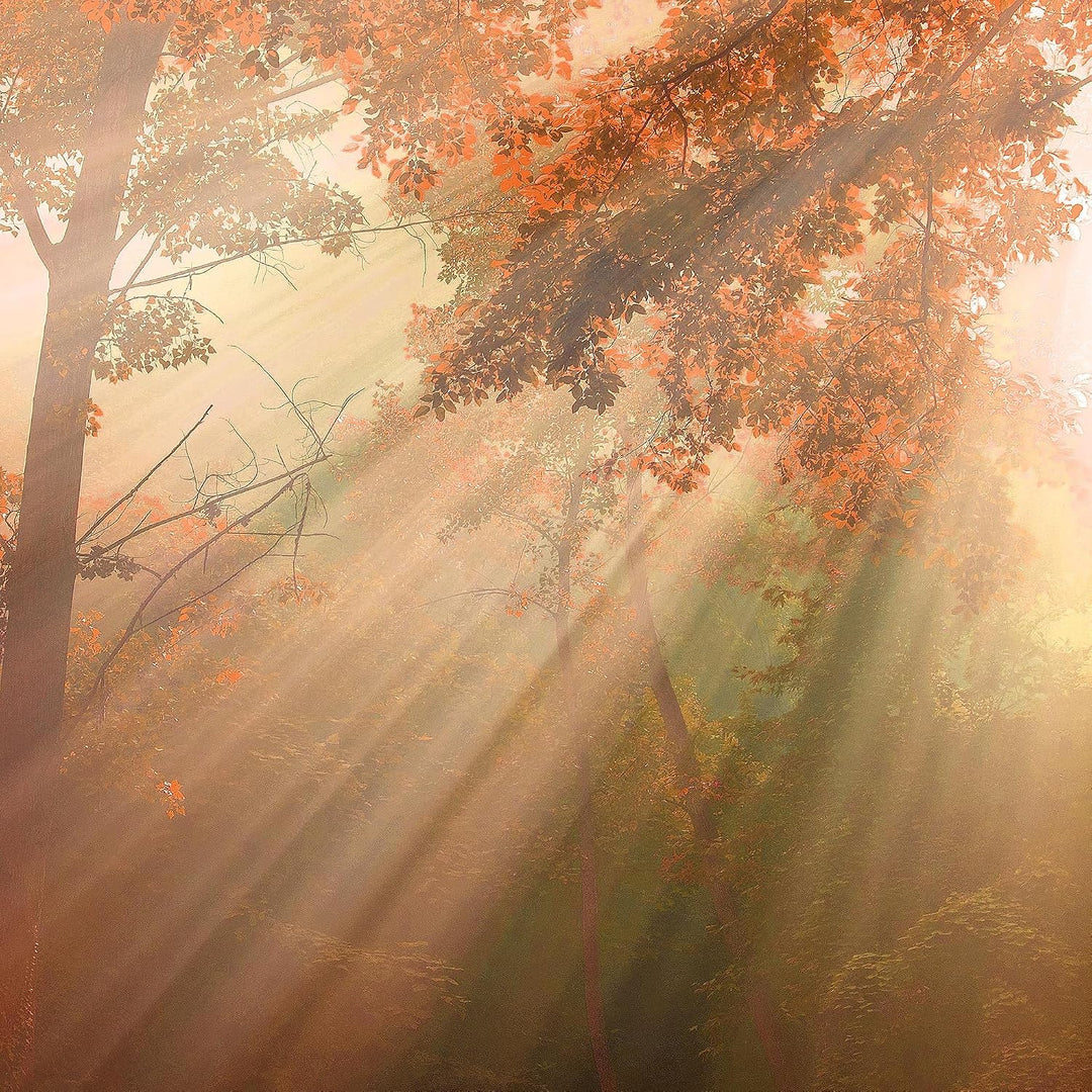 Runa Art Wandbilder Wald Landschaft 5 Teilig Bild auf Vlies Leinwand Deko Schlafzimmer Wohnzimmer So
