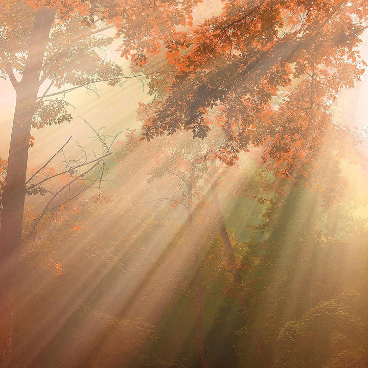 Runa Art Wandbilder Wald Landschaft 5 Teilig Bild auf Vlies Leinwand Deko Schlafzimmer Wohnzimmer So