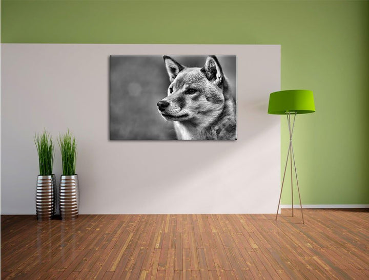 Pixxprint anmutiger Finnen-Spitz im Gras als Leinwandbild/Grösse: 100x70 / Wandbild/Kunstdruck/ferti