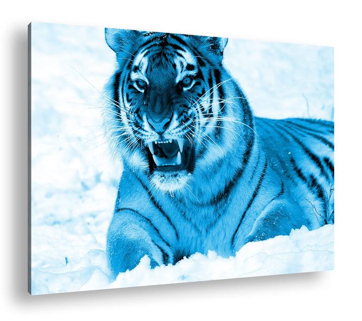deyoli knurrender Tiger im Schnee Format 80x60 Effekt: Monocrome Blau als Leinwandbild, Motiv fertig