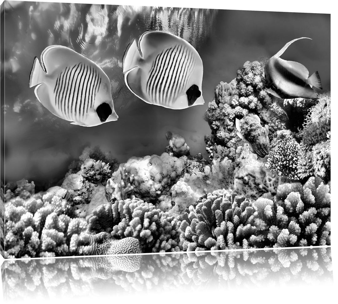 Pixxprint Tropen Fische / 100x70cm Leinwandbild bespannt auf Holzrahmen/Wandbild Kunstdruck Dekorati