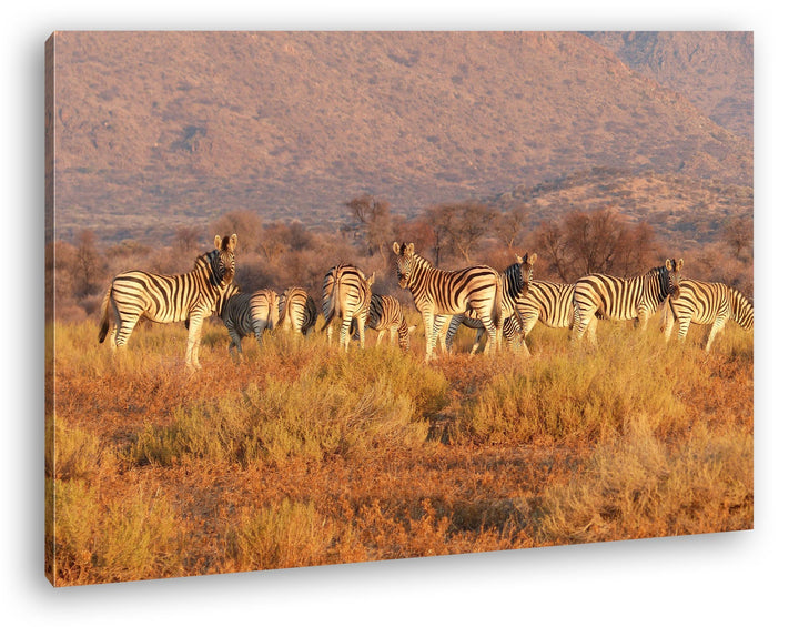 deyoli kleine Zebra Gruppe in der Savanne Format: 100x70 als Leinwand, Motiv fertig gerahmt auf Echt
