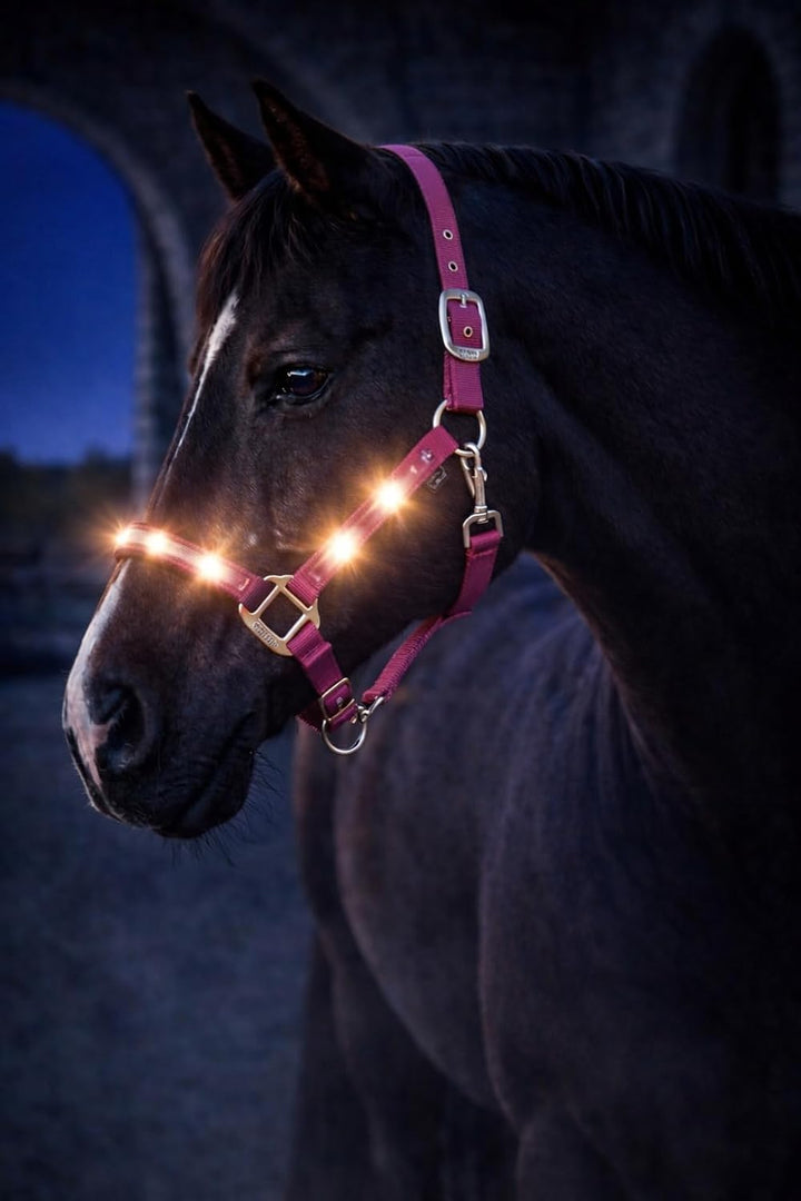 Reinecke Equestrian Premium Leuchthalfter Reflexhalfter Sicherheitshalfter Stallhalfter Weidehalfter
