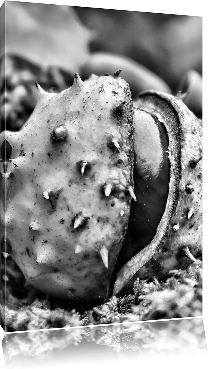 Pixxprint Monocrome, Erste Kastanie öffnet Sich, Format: 100x70 auf Leinwand, riesige Bilder fertig