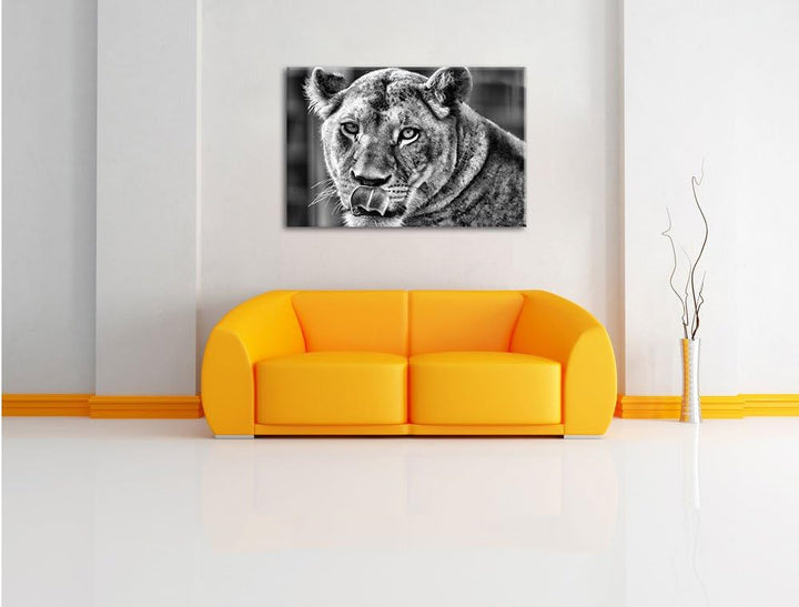 Monocrome, anmutige Löwin, Format: 100x70 auf Leinwand, XXL riesige Bilder fertig gerahmt mit Keilra