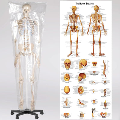 TecTake 400502 Anatomie Skelett lebensgross inklusive Ständer (Skelett | Nr.