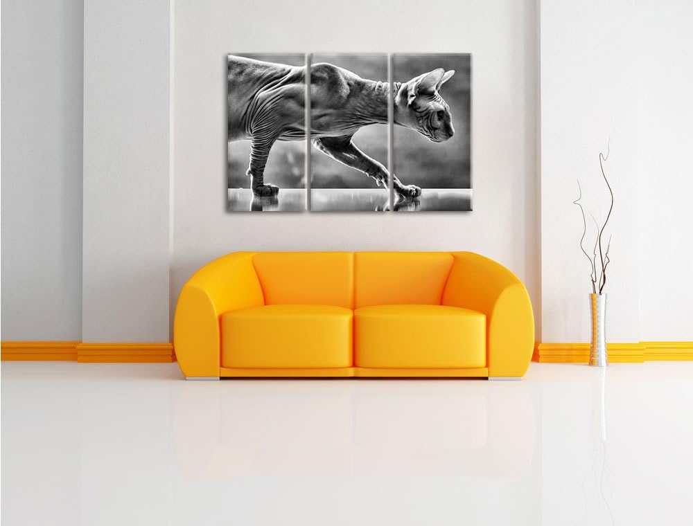 Pixxprint Einzigartige Sphynx Katze als Leinwandbild/Grösse: 3 Teilig (120x80) cm/Wandbild/Kunstdruc