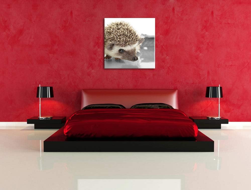 Pixxprint Kleiner süsser Igel als Leinwandbild/Grösse: 70x70 cm/Wandbild/Kunstdruck/fertig bespannt,