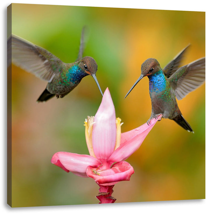 Pixxprint Zwei Fliegende Kolibris in den Tropen, Format: 70x70 auf Leinwand, 70x70