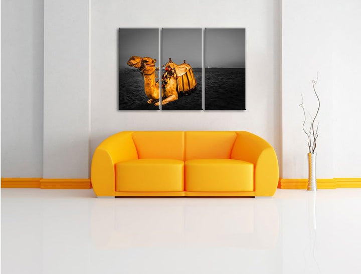 Pixxprint Kamel in Ägypten als Leinwandbild/Grösse: 3 Teilig (120x80 cm) cm/Wandbild/Kunstdruck/fert