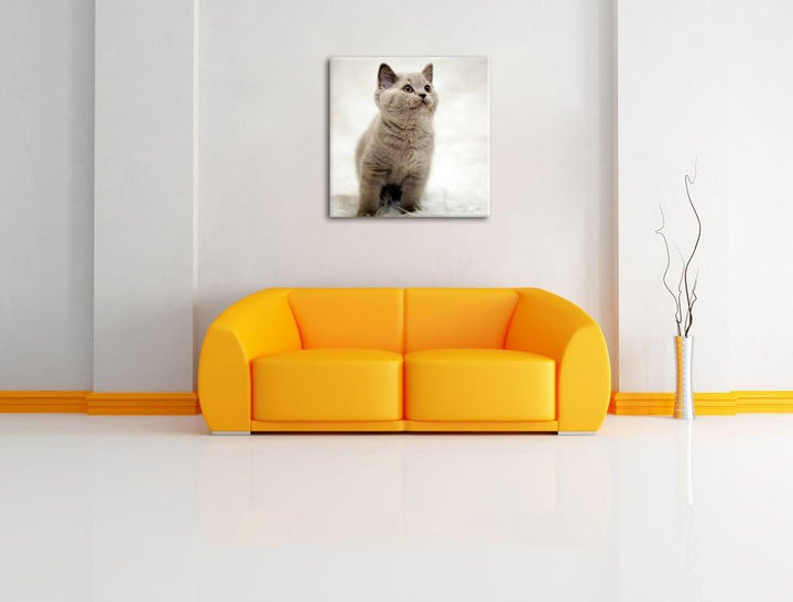 Pixxprint Niedliches Katzenbaby auf Teppich als Leinwandbild/Grösse: 70x70 cm/Wandbild/Kunstdruck/fe