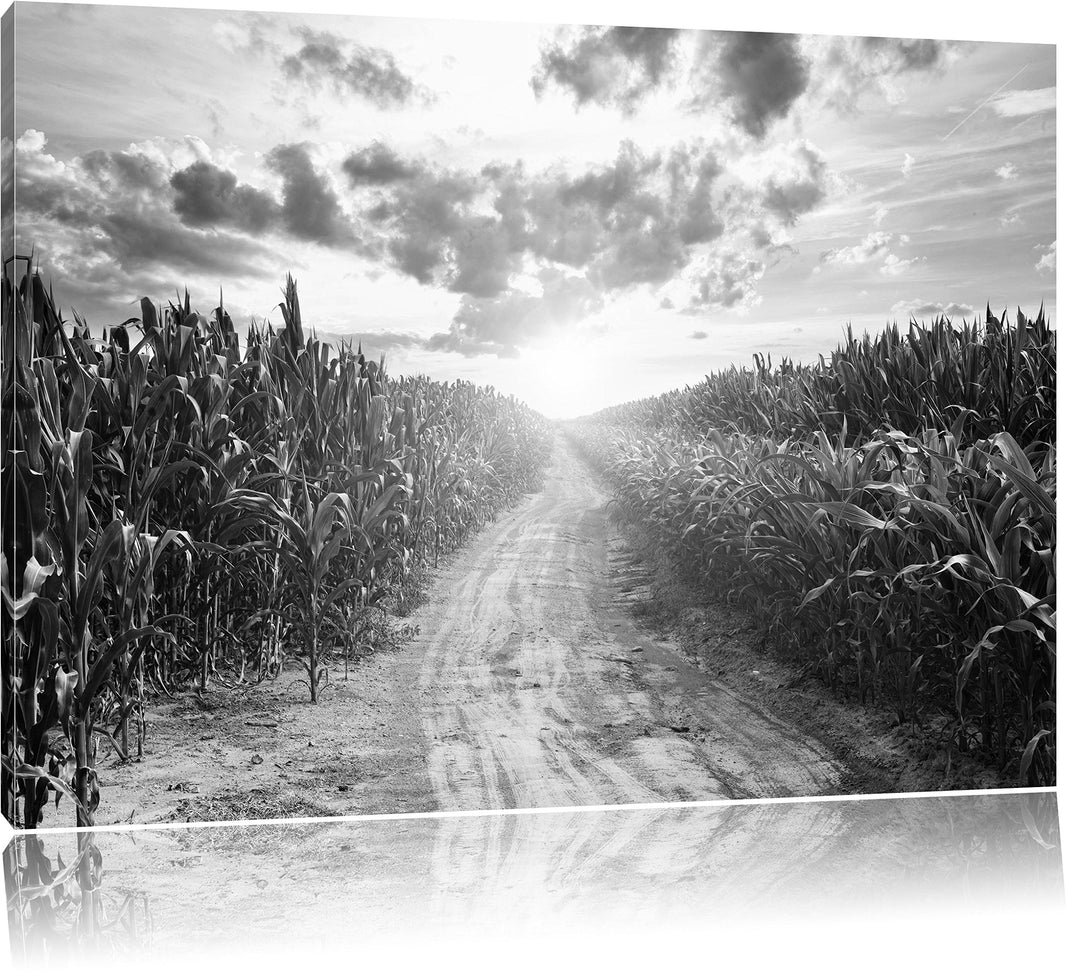 Pixxprint Pfad durch sonniges Feld Kunst B&W als Leinwandbild/Grösse: 100x70 cm/Wandbild/Kunstdruck/