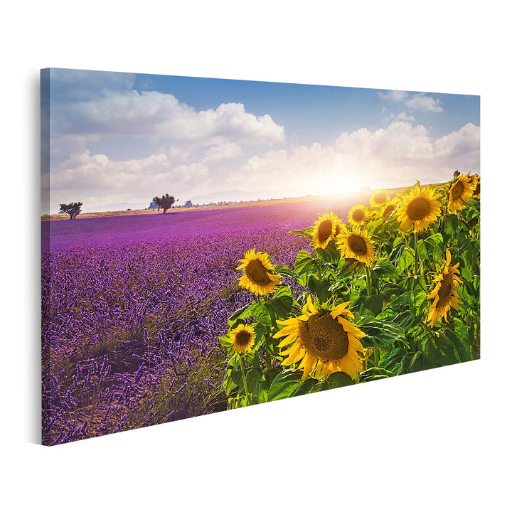 islandburner Bild auf Leinwand Lavendel Sonnenblumen Felder Provence Bilder Wandbilder Poster, 80L x