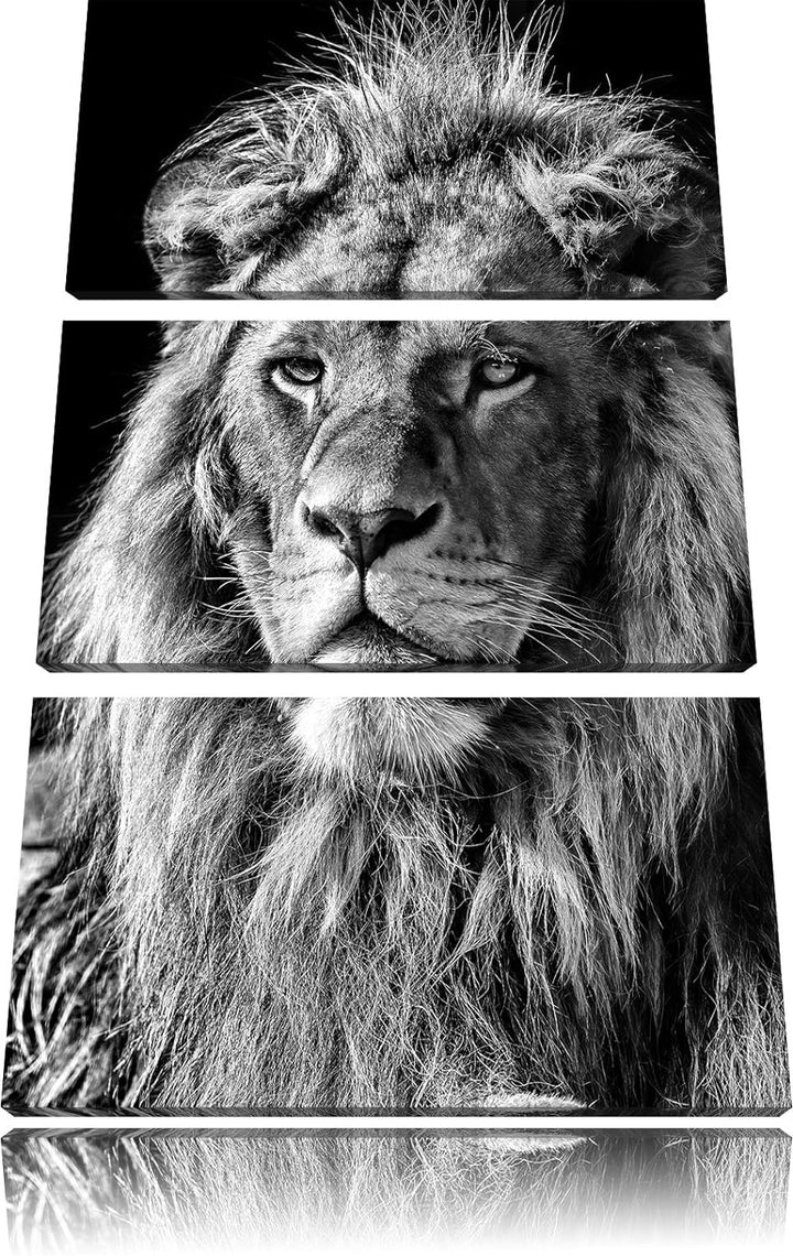 Pixxprint beeindruckender Löwe als Leinwandbild/Grösse: 3 Teilig (120x80) cm/Wandbild/Kunstdruck/fer