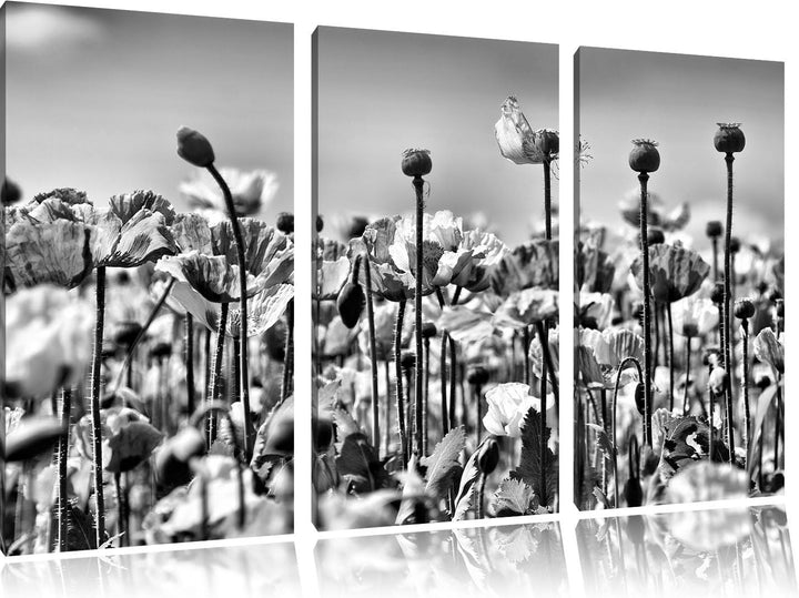 Pixxprint Blumenwiese Mohnblumen als Leinwandbild/Grösse: 3 Teilig (120x80) / Wandbild/Kunstdruck/fe