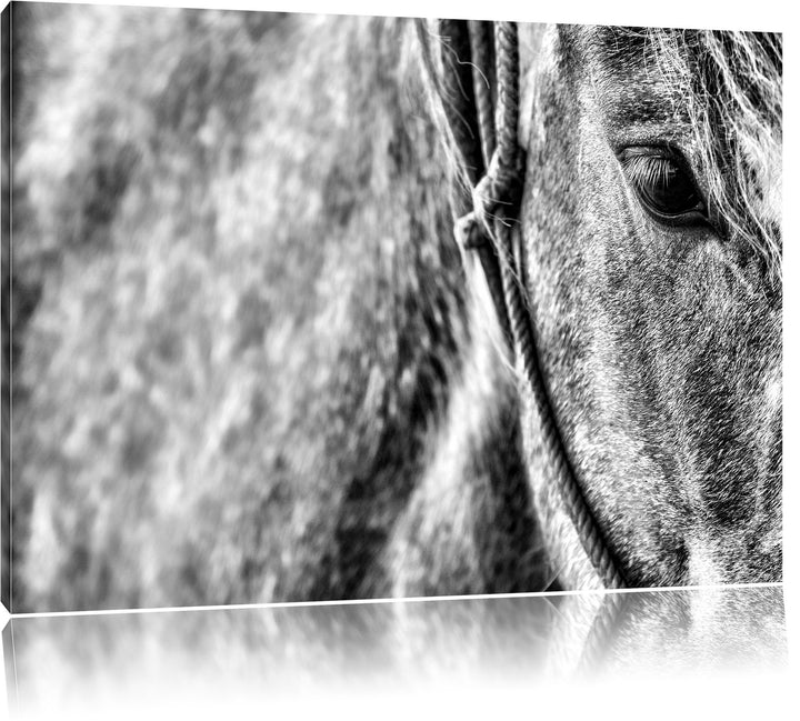 Pixxprint prachtvolles Pferd als Leinwandbild/Grösse: 100x70 cm/Wandbild/Kunstdruck/fertig bespannt,