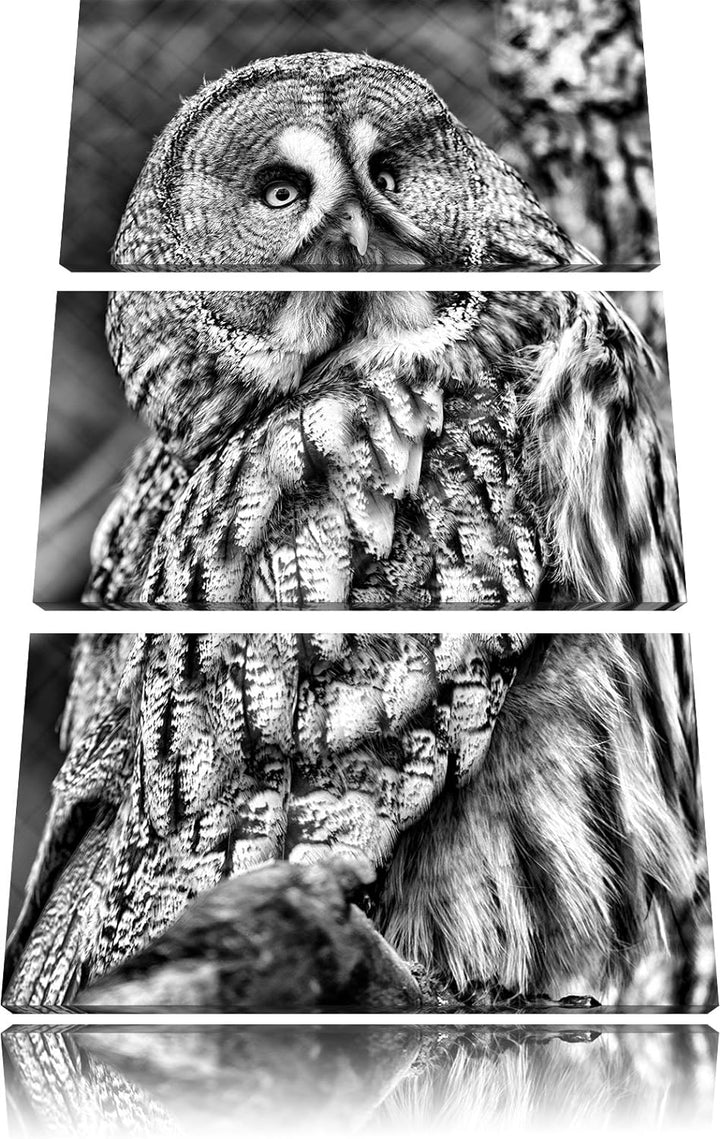 Pixxprint grosse Eule auf AST als Leinwandbild/Grösse: 3 Teilig (120x80) cm/Wandbild/Kunstdruck/fert
