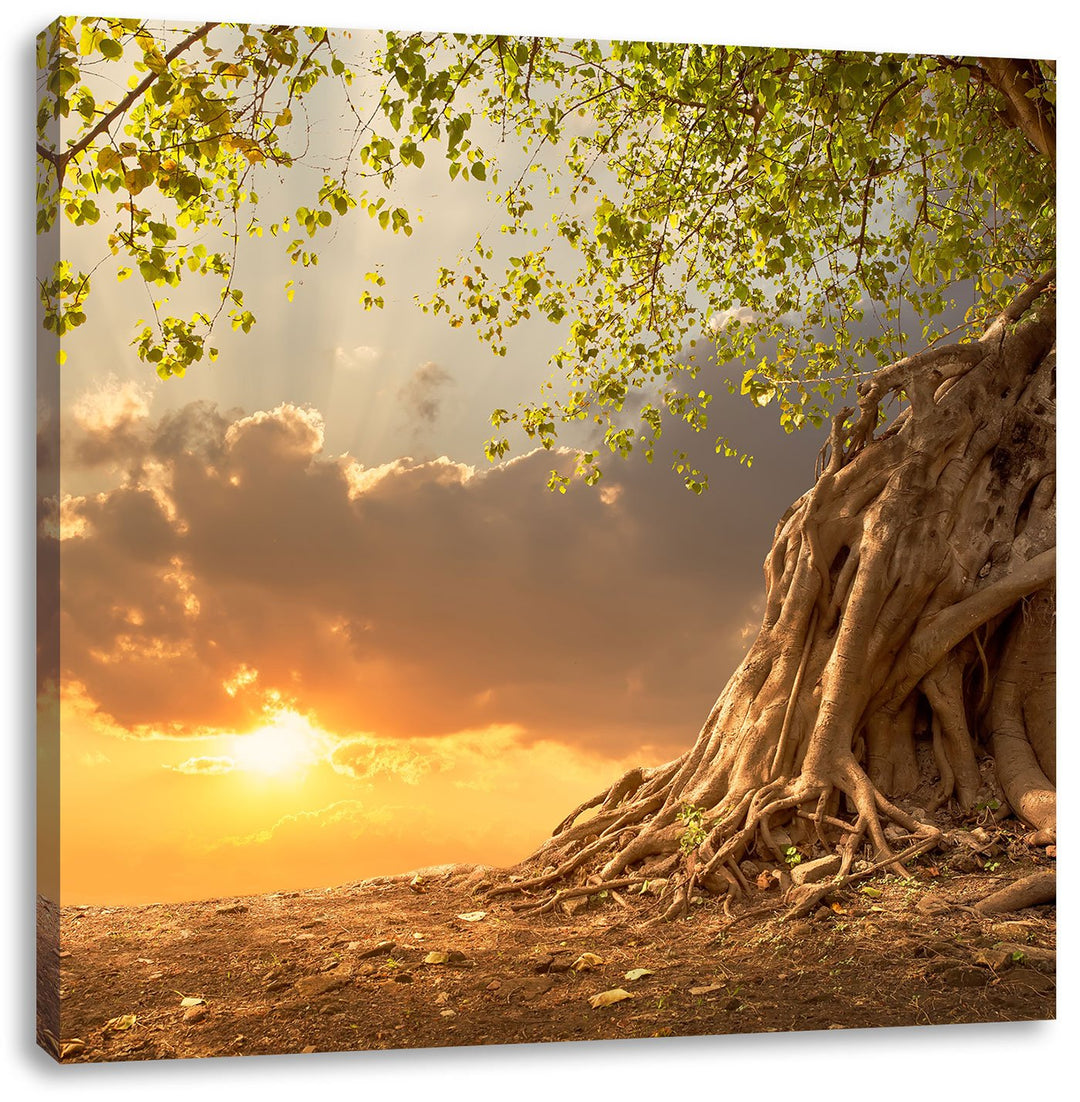 Pixxprint Baum / 70x70cm Leinwandbild bespannt auf Holzrahmen/Wandbild Kunstdruck Dekoration, 70x70