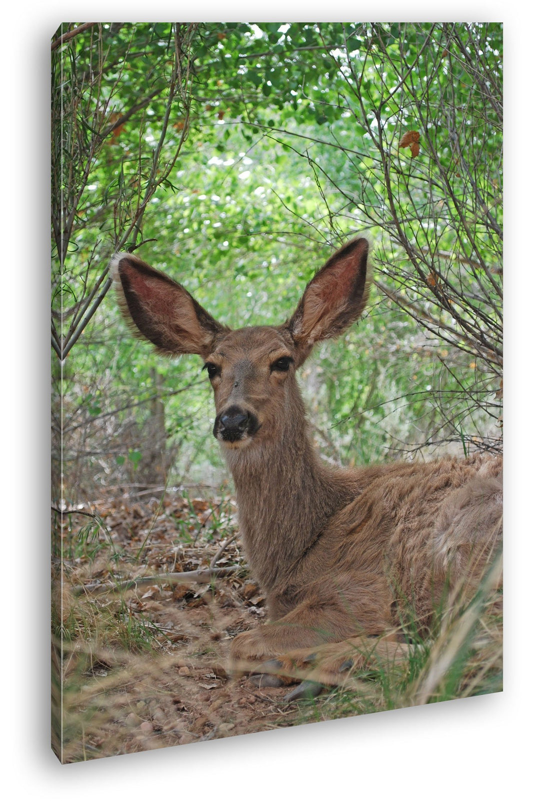 deyoli ruhiges Reh im Wald Format: 80x60 als Leinwand, Motiv fertig gerahmt auf Echtholzrahmen, Hoch