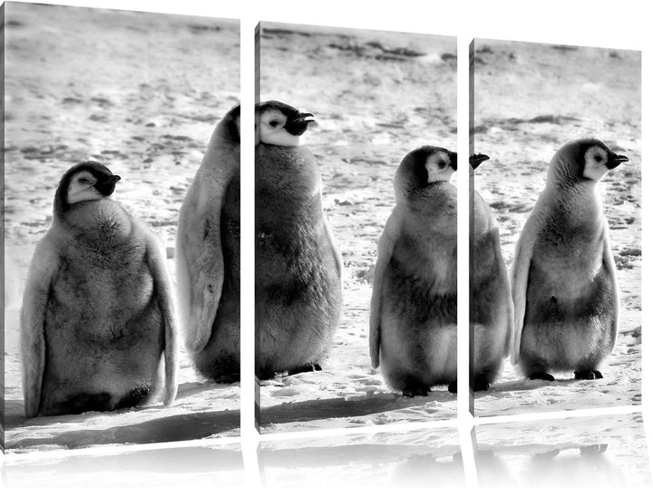Pixxprint Kaiserpinguinküken als Leinwandbild/Grösse: 3 Teilig (120x80) cm/Wandbild/Kunstdruck/ferti