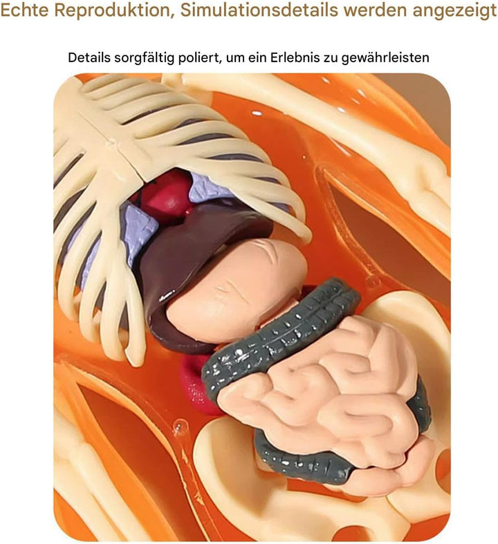 Anatomiemodell Für Kinder 3D | Menschlicher Torso Anatomisches Modell - Lehrreiches Bauspielzeug für