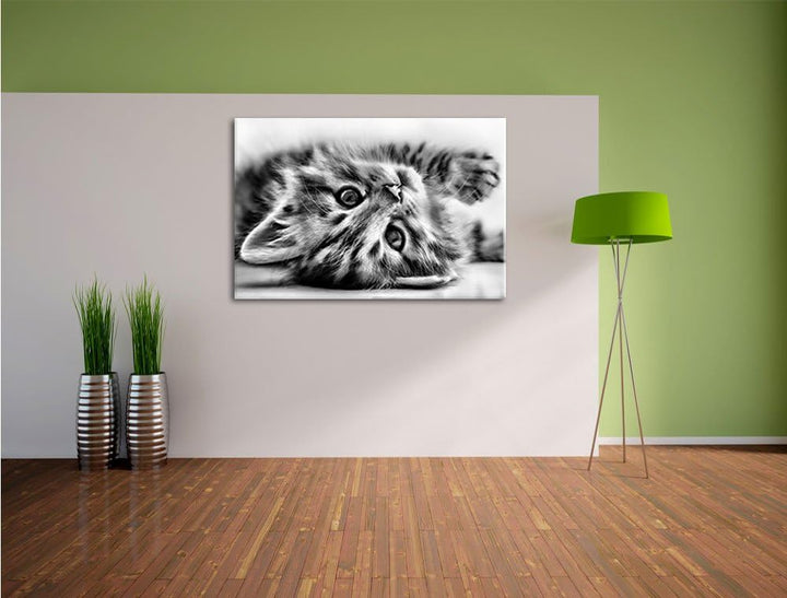 Pixxprint Süsses Katzenbaby / 100x70cm Leinwandbild bespannt auf Holzrahmen/Wandbild Kunstdruck Deko