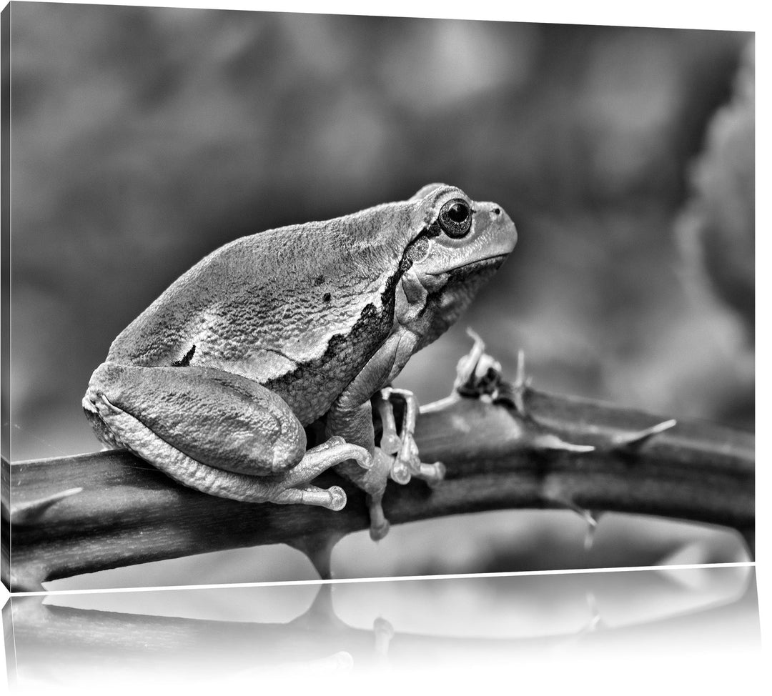 Pixxprint Kleiner Frosch auf Dornenast / 100x70cm Leinwandbild bespannt auf Holzrahmen/Wandbild Kuns
