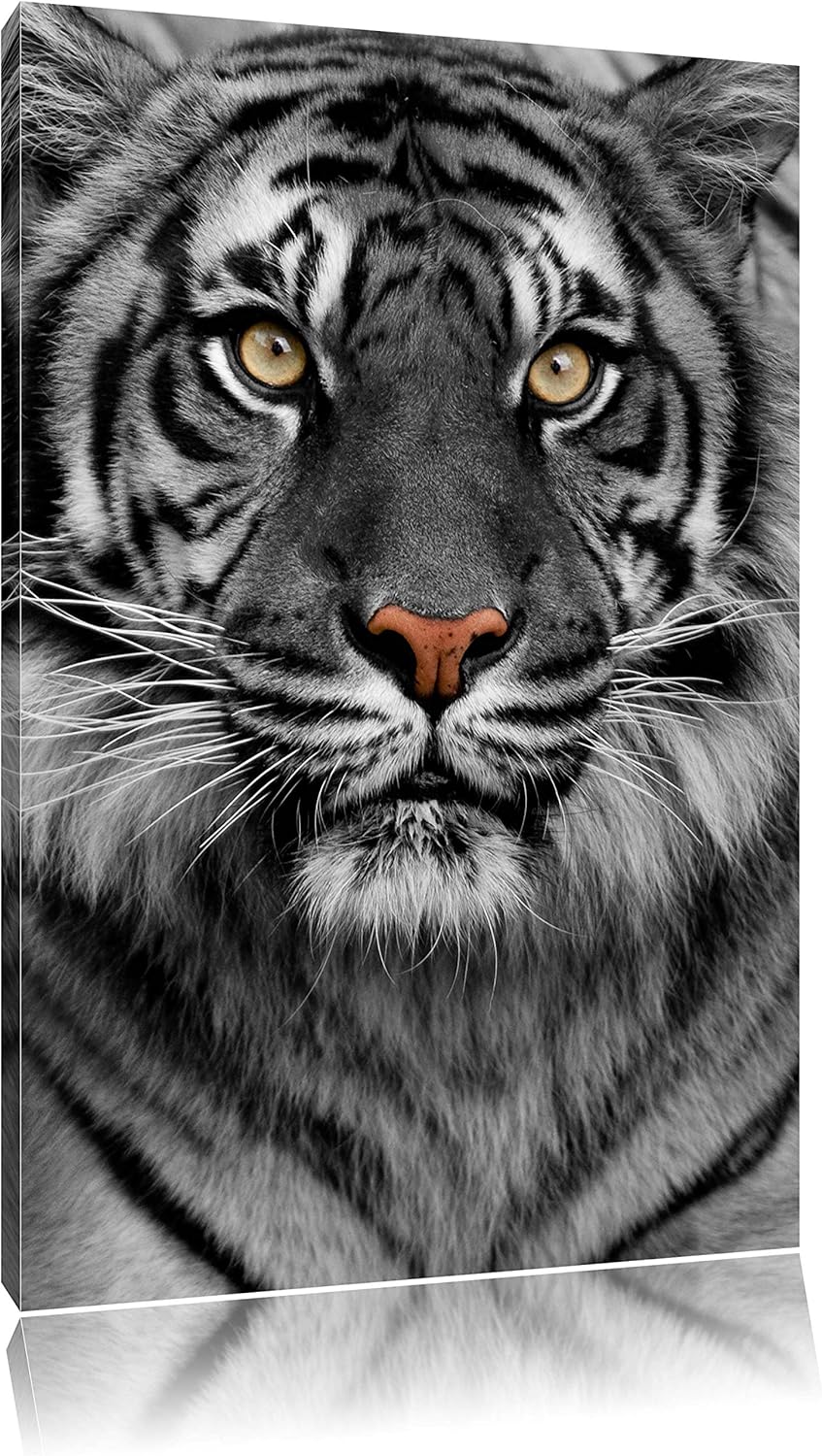 Pixxprint Aufmerksamer Tiger als Leinwandbild/Grösse: 100x70 / Wandbild/Kunstdruck/fertig bespannt,